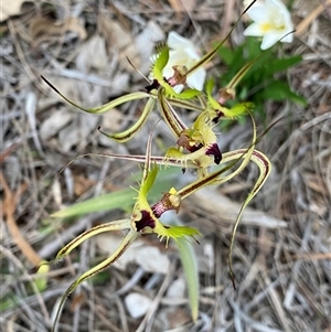 Caladenia falcata at Katanning, WA by NedJohnston