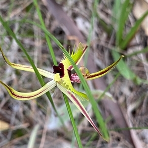 Caladenia falcata at Katanning, WA - suppressed
