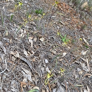 Caladenia falcata at Katanning, WA - suppressed