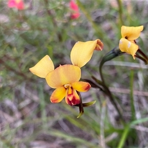 Diuris corymbosa at Katanning, WA by NedJohnston