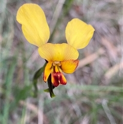 Diuris corymbosa at Katanning, WA - suppressed