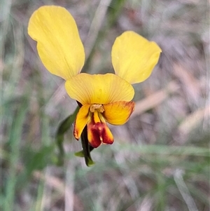 Diuris corymbosa at Katanning, WA - suppressed