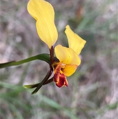 Diuris corymbosa at Katanning, WA - suppressed