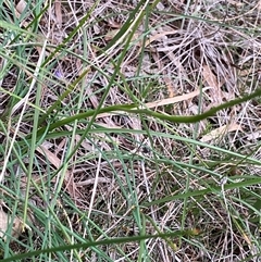 Diuris corymbosa at Katanning, WA - suppressed