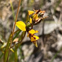 Diuris decrementa (Common Bee Orchid) at North Stirlings, WA - 22 Sep 2023 by NedJohnston