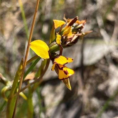 Diuris decrementa (Common Bee Orchid) at North Stirlings, WA - 22 Sep 2023 by NedJohnston