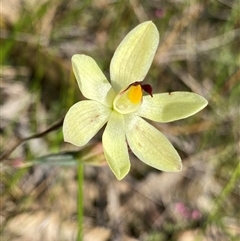 Thelymitra antennifera (Vanilla Orchid, Lemon-scented Sun Orchid) at North Stirlings, WA - 22 Sep 2023 by NedJohnston