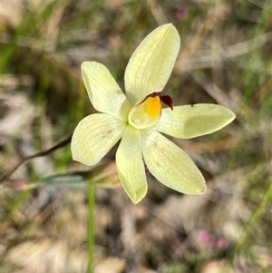 Thelymitra antennifera at North Stirlings, WA - suppressed