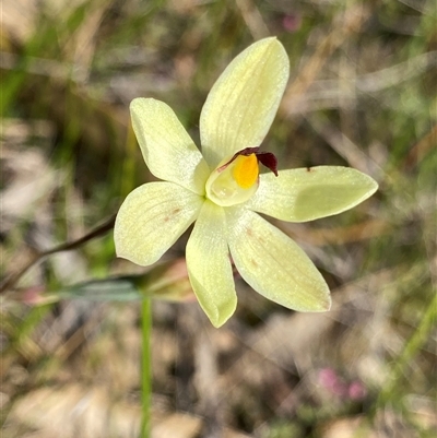 Thelymitra antennifera (Vanilla Orchid, Lemon-scented Sun Orchid) at North Stirlings, WA - 22 Sep 2023 by NedJohnston