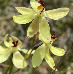 Thelymitra antennifera at North Stirlings, WA - 22 Sep 2023