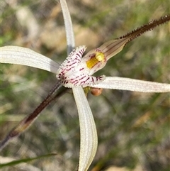 Caladenia polychroma (Joseph's Spider Orchid) at North Stirlings, WA - 22 Sep 2023 by NedJohnston