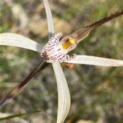 Caladenia polychroma at North Stirlings, WA - 22 Sep 2023 by NedJohnston