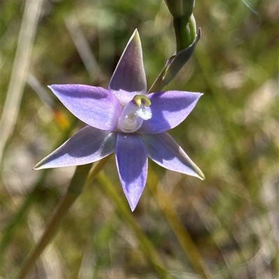 Thelymitra vulgaris (Slender Sun Orchid) at North Stirlings, WA - 22 Sep 2023 by NedJohnston