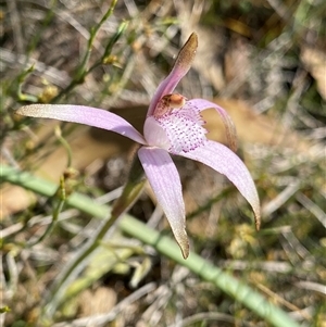 Caladenia hirta (Sugar Candy Orchid) at North Stirlings, WA by NedJohnston