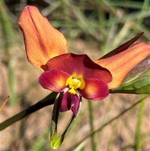 Diuris longifolia (Purple Pansy Orchid) at North Stirlings, WA by NedJohnston