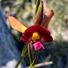 Diuris longifolia at North Stirlings, WA - 22 Sep 2023