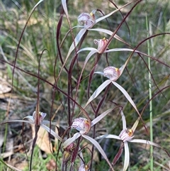 Caladenia polychroma (Joseph's Spider Orchid) at North Stirlings, WA - 22 Sep 2023 by NedJohnston