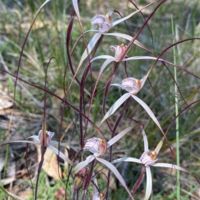 Caladenia polychroma (Joseph's Spider Orchid) at North Stirlings, WA - 22 Sep 2023 by NedJohnston