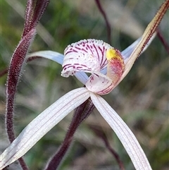 Caladenia polychroma at North Stirlings, WA - suppressed