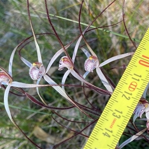 Caladenia polychroma at North Stirlings, WA - suppressed