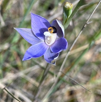 Thelymitra macrophylla (Granite Sun Orchid) at North Stirlings, WA - 22 Sep 2023 by NedJohnston