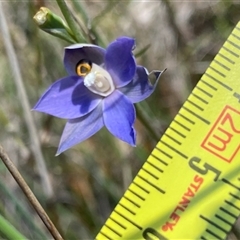 Thelymitra macrophylla at North Stirlings, WA - suppressed