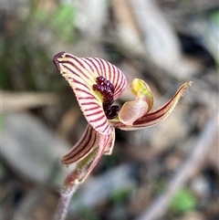 Caladenia cairnsiana (Zebra Orchid) at Amelup, WA - 22 Sep 2023 by NedJohnston