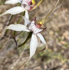 Caladenia longicauda (White Spider Orchid) at Amelup, WA - 22 Sep 2023 by NedJohnston