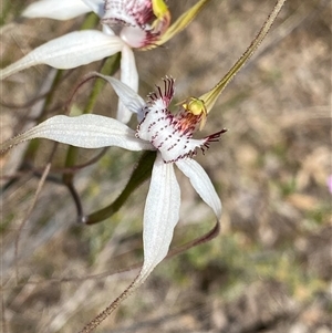 Caladenia longicauda at Amelup, WA by NedJohnston