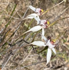 Caladenia longicauda at Amelup, WA - suppressed