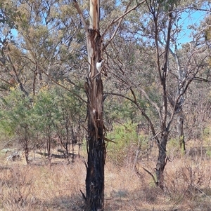 Cracticus torquatus at Macarthur, ACT - 23 Sep 2024 10:41 AM