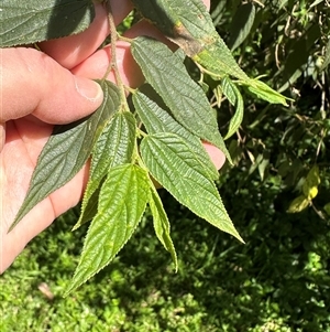 Trema tomentosa var. aspera at Kangaroo Valley, NSW - suppressed