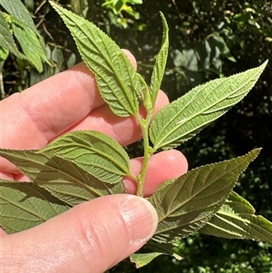 Trema tomentosa var. aspera at Kangaroo Valley, NSW - suppressed