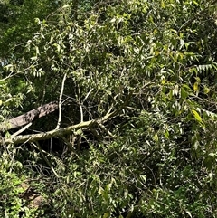 Trema tomentosa var. aspera at Kangaroo Valley, NSW - suppressed