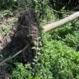 Trema tomentosa var. aspera at Kangaroo Valley, NSW - suppressed