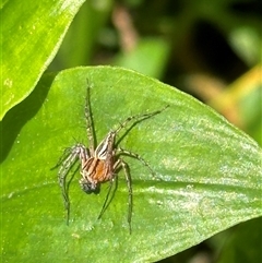 Oxyopes gracilipes at Kangaroo Valley, NSW - 23 Sep 2024 by lbradley