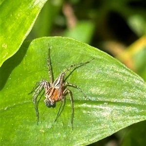 Oxyopes sp. (genus) at Kangaroo Valley, NSW - suppressed