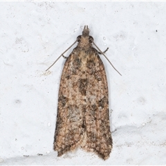 Tortricinae (subfamily) (A tortrix moth) at Melba, ACT - 21 Sep 2024 by kasiaaus