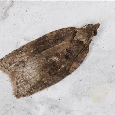 Tarachota mersana (A Tortricid moth (Tortricinae)) at Melba, ACT - 21 Sep 2024 by kasiaaus