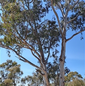 Eucalyptus melliodora at Macarthur, ACT - 23 Sep 2024