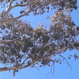 Eucalyptus melliodora at Macarthur, ACT - 23 Sep 2024