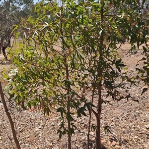 Brachychiton populneus subsp. populneus at Macarthur, ACT - 23 Sep 2024