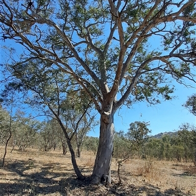 Eucalyptus blakelyi (Blakely's Red Gum) at Macarthur, ACT - 23 Sep 2024 by LPadg