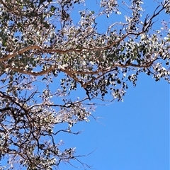 Eucalyptus blakelyi at Macarthur, ACT - 23 Sep 2024