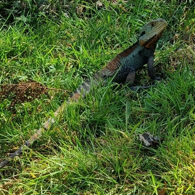 Intellagama lesueurii howittii (Gippsland Water Dragon) at Majors Creek, NSW - 23 Sep 2024 by dacelo