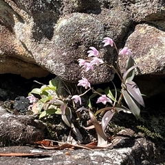 Dendrobium kingianum (Pink Rock Orchid) at Pillar Valley, NSW - 22 Sep 2024 by Dreamadua