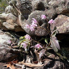 Dendrobium kingianum at Pillar Valley, NSW - suppressed