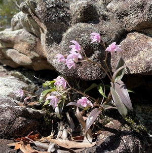 Dendrobium kingianum subsp. kingianum at Pillar Valley, NSW - 22 Sep 2024