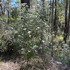 Unidentified Plant at Pillar Valley, NSW - 22 Sep 2024 by Dreamadua