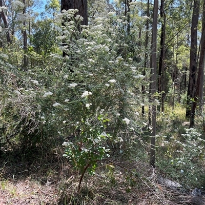 Unverified Plant at Pillar Valley, NSW - 22 Sep 2024 by Dreamadua